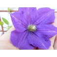 thumbnail image 2 of Clematis Violet Charm - 5 Live Starter Plants in 4 Inch Growers Pots - Clematis ' Violet Charm' - Starter Plants Ready for The Garden - Beautiful Violet Colored Flowering Vine, 2 of 2