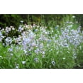 thumbnail image 3 of 500 EVENING ( night ) SCENTED STOCK Matthiola Longipetala Bicornis Flower Seeds, 3 of 9