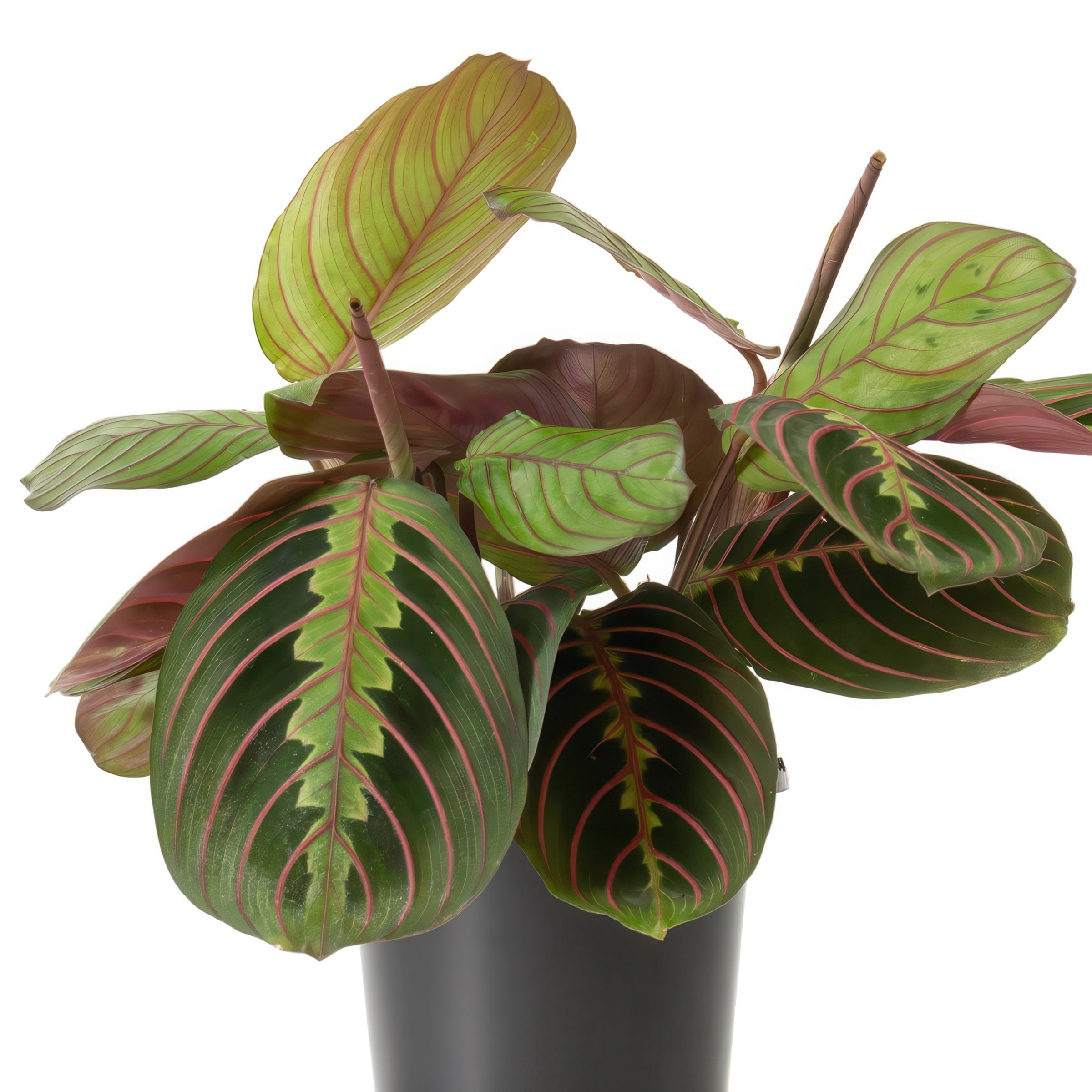 4 in. Maranta Red Plant in Grower Container (3-Pack)