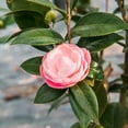 thumbnail image 4 of 3 Gal. Pink Perfection Camellia - Double Pink Flowers - Evergreen Foliage, 4 of 5