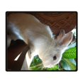 thumbnail image 2 of CADecor Rabbit Blanket Fleece Throw Blanket for Sofa or Bed 58x80 inches, 2 of 3