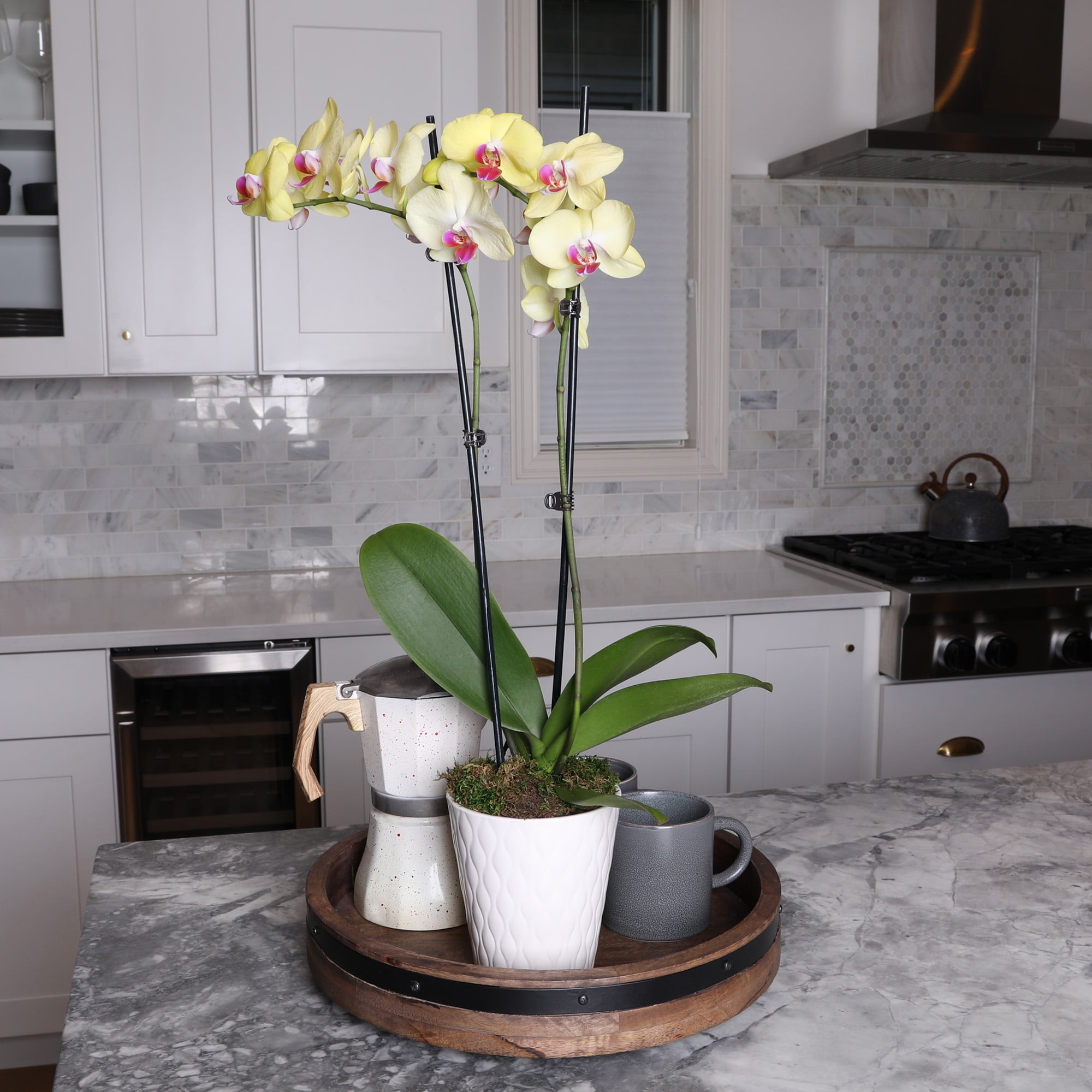 Just Add Ice 16-30" Yellow and Purple Premium Orchid Live Plant in 5" White Ceramic Pot, House Plant