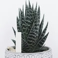 thumbnail image 4 of NUOLUX 1Jgo Marcadores Plásticos Para Plantas En Oficina Y Jardín Con Moderno Y Resistente, 4 of 6