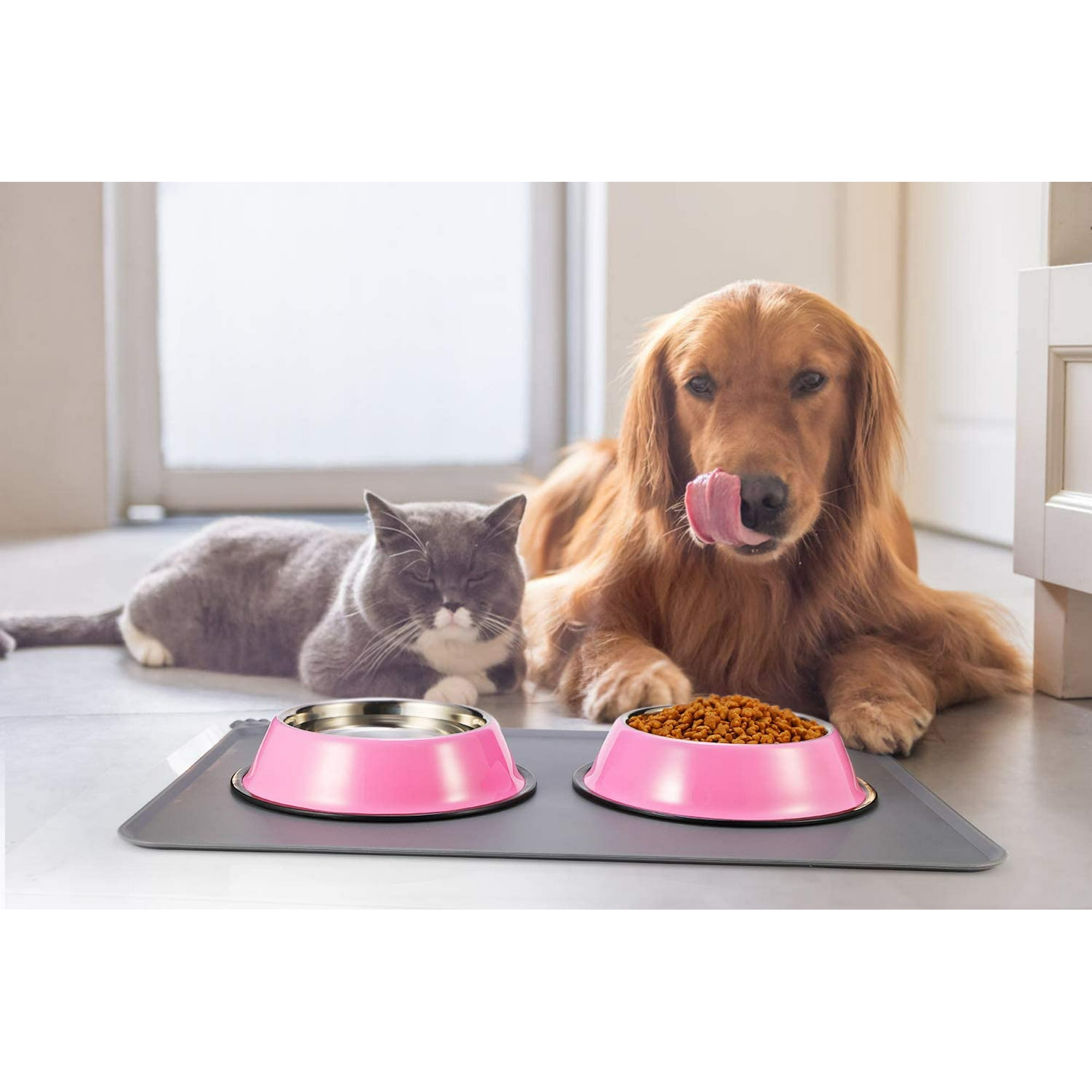 Dish dog food online