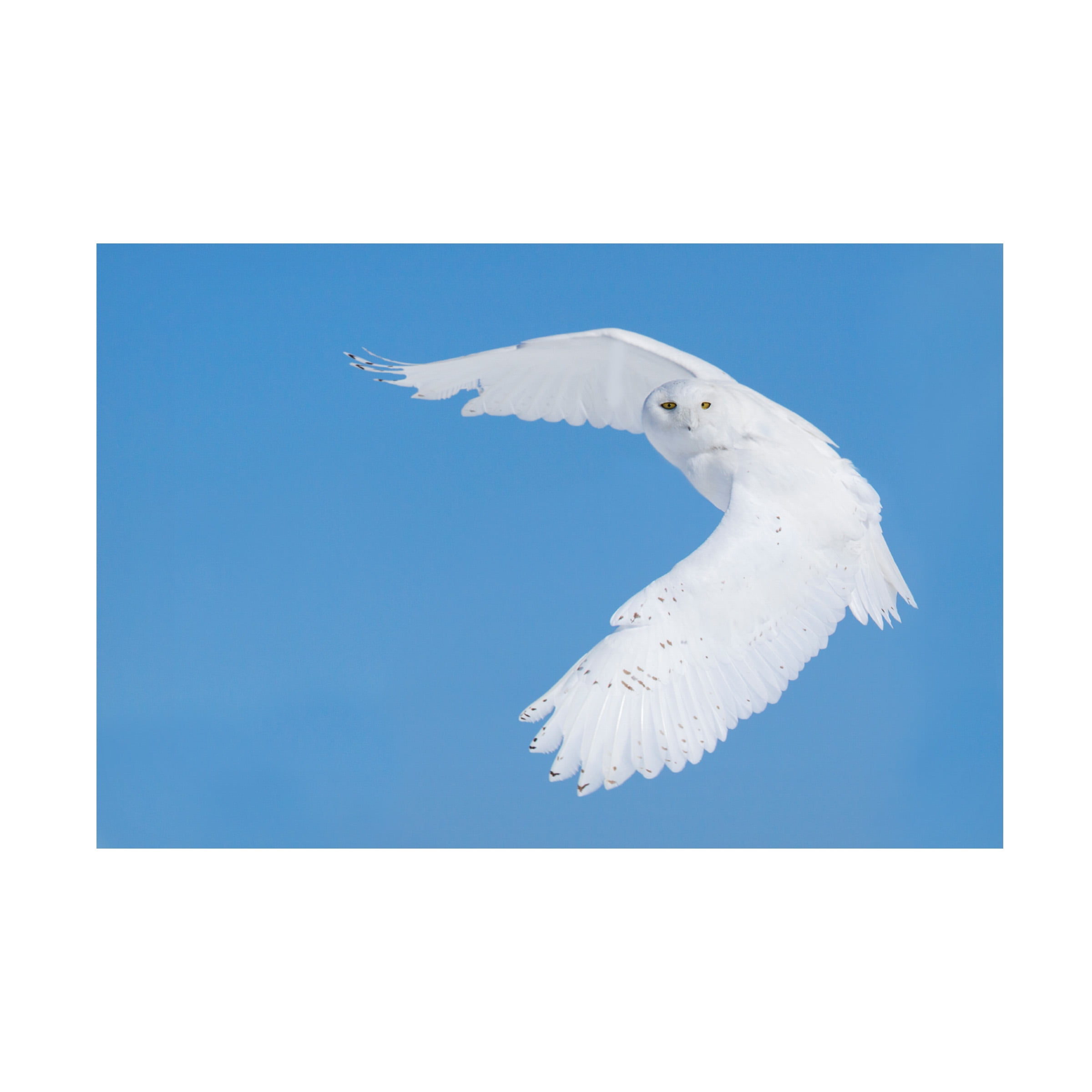 Arctic Ascent White Flying Snowy Owl Statue 
