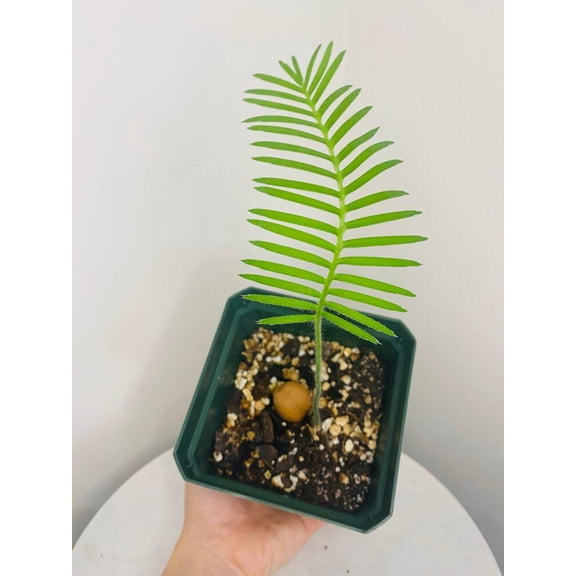 Bumble Plants Dioon Edule - Full Live Colorful Houseplant in Nursery Pot, Easy Care, Indoor Plant for Beginners