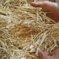 thumbnail image 2 of Double F Farms Premium Organic 100% Natural Straw for Animal Bedding, Garden Mulch, Compost & Fertilizer, and Grass Cover (Compressed Bale (approx. 36 lbs), 2 of 7