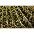 thumbnail image 3 of Berzel, Erin 24x17 Black Modern Framed Museum Art Print Titled - Cactus Detail II, 3 of 5
