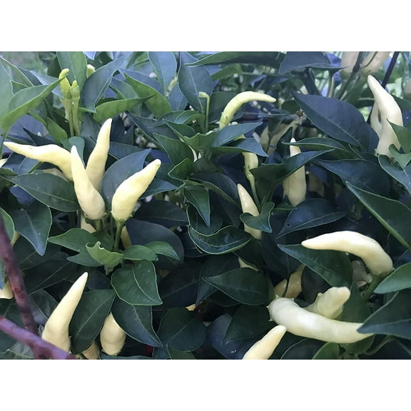 Sherwood's Seeds 10 White Thai Heirloom Chili Pepper Plant Seeds