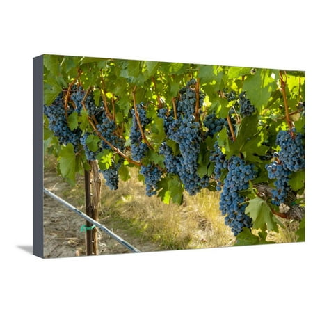 - Washington, Red Mountain. Cabernet Sauvignon Grapes Near Harvest at Col Solare on Red Mountain Stretched Canvas Print Wall Art By Richard Duval