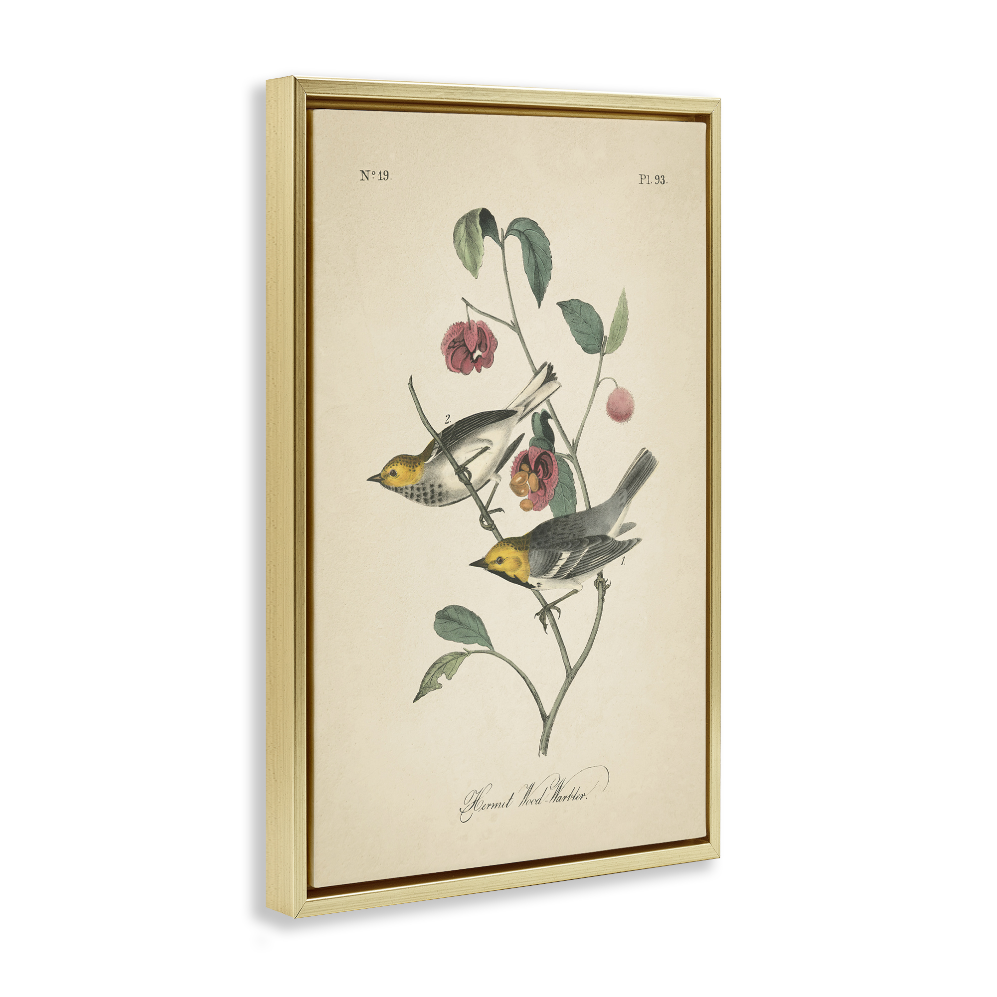 Stupell Industries Vintage Warbler & Plants Animals & Insects Painting Gold Floater Framed Canvas Art Print Wall Art, 17 x 25