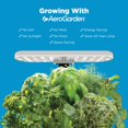 thumbnail image 4 of Jardín hidropónico de interior AeroGarden Harvest Lite color crema, 4 of 9