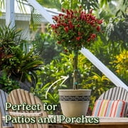 Tropical Plants of Florida 44 to 48 Braided Shrimp Tree; Red Flowers, Full Sunlight, Growers Pot