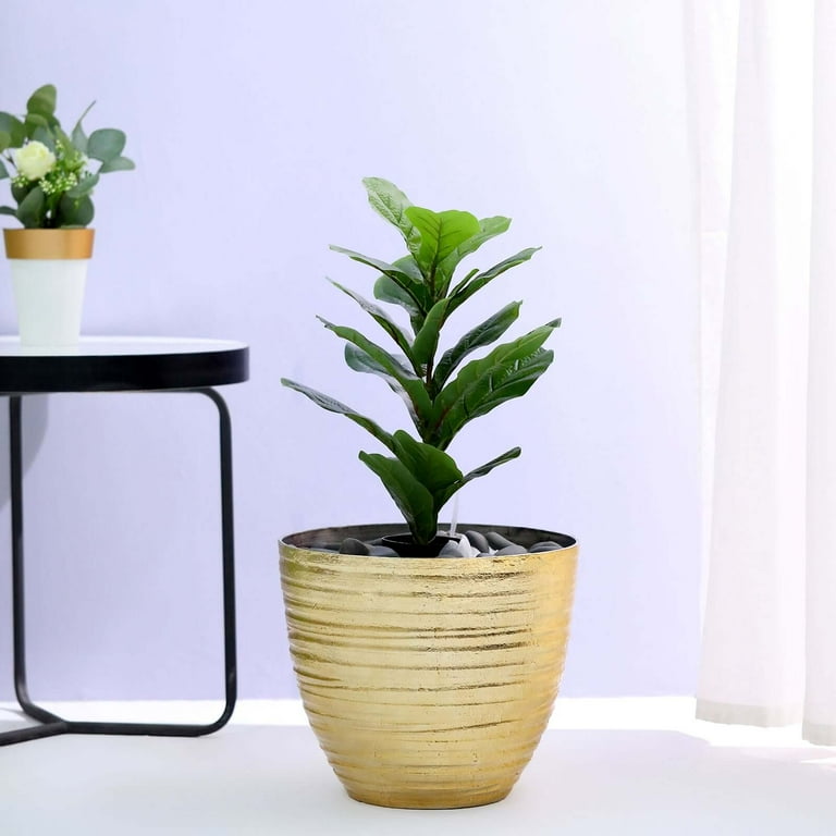 coffee arabica indoor plant Buy an Arabica Coffee Live Plant Indoor Statement Piece