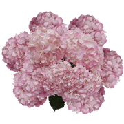 40 Light Pink Hydrangea Flowers- Beautiful Fresh Cut Flowers- Express Delivery