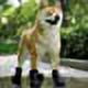 thumbnail image 3 of Jinsinto Waterproof Silicone Dog Shoe - Anti-Slip Rain Protection Dog Sock (Black), 3 of 4