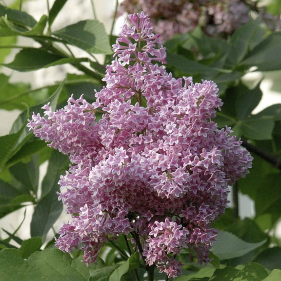 James Macfarlane Lilac Flowering Shrub grown in a 2.25 Gallon Pot (1-Pack)