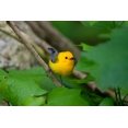 thumbnail image 2 of Ditto, Larry 24x17 White Modern Wood Framed Museum Art Print Titled - Prothonotary Warbler-Prothonotary citrea-flying, 2 of 4