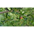 Barbados Cherry Tree Live Tree in a 3 Gallon Pot Edible Fruit Bearing Tree for The Patio and