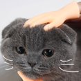 thumbnail image 3 of Human Fake Hand Cat Interactive Toys Portable Tiny Hands Flat Hand Style Durable, 3 of 4