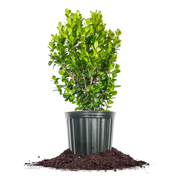 Perfect Plants Sprinter Boxwood 3 Gallon