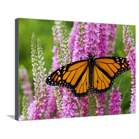 Monarch Butterfly (Danaus Plexippus) Nectaring on Speedwell Plant (Veronica Officinalis) in Flower Stretched Canvas Print Wall Art By Don