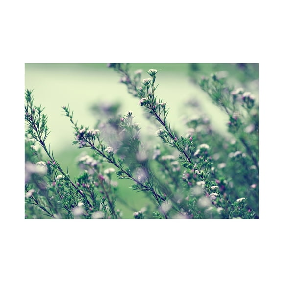 Trademark Fine Art "Memories of Summer" Canvas Art by Beata Czyzowska Young