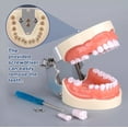 thumbnail image 3 of Dentadura Médica Con 32 Dientes, Modelo Dental Extraíble, 3 of 6