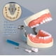 thumbnail image 3 of Dentadura Médica Con 32 Dientes, Modelo Dental Extraíble, 3 of 6