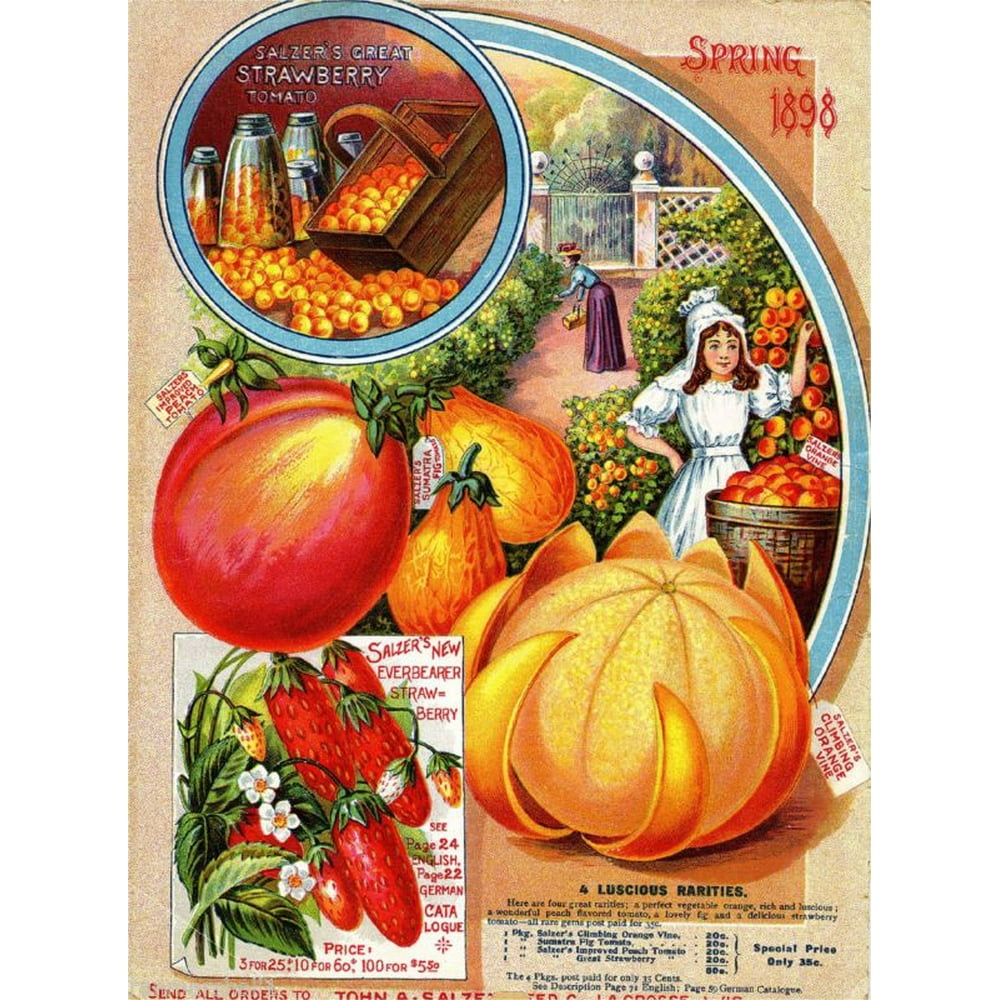 1898 Strawberry Fruit Vintage Seed Packet Catalogue Advertisement Poster