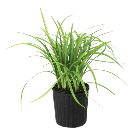 National Plant Network 1 gal. Liriope Emerald Goddess Grass