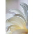 thumbnail image 2 of Mahan, Kathy 11x14 Gold Ornate Wood Framed with Double Matting Museum Art Print Titled - White Magnolia, 2 of 4