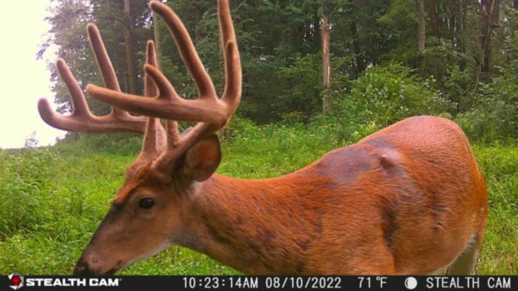 Stealth Cam Deceptor NO GLO 80ft Detection & IR Range 40MP Photo 1440P HD Video Capture Remote App Contol Wireless Hunting Cellular Trail Camera - Available on AT&T & Verizon