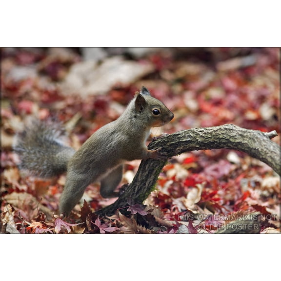 24"x36" Gallery Poster, Squirrel Japanese