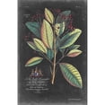 thumbnail image 3 of Ehret, George 13x18 Black Modern Framed Museum Art Print Titled - Dramatic Royal Botanical VI, 3 of 5