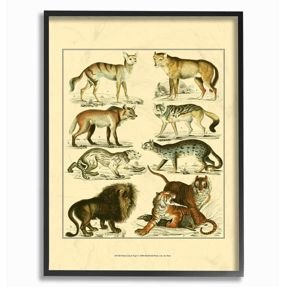 The Stupell Home Decor Collection Big Cats Wildlife Illustration Wall Art