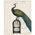 thumbnail image 2 of Schlabach, Sue 20x24 Black Ornate Wood Framed with Double Matting Museum Art Print Titled - Peacock Birdcage II, 2 of 4