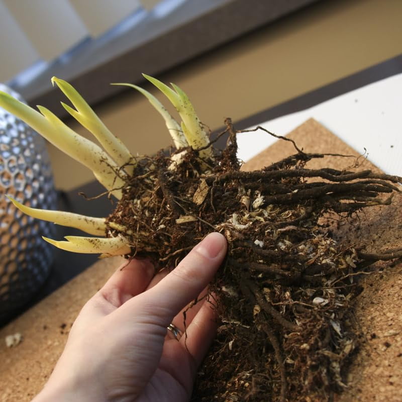Currier Siberian Iris Flower Roots - 5 Bulbs per Pack - Deer Resistant - Good as Cut Flowers - Perennializing - Great for Garden Borders