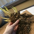 thumbnail image 2 of Currier Siberian Iris Flower Roots - 5 Bulbs per Pack - Deer Resistant - Good as Cut Flowers - Perennializing - Great for Garden Borders, 2 of 4