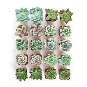 Shop Succulents Rosette Succulent (Collection of 20)