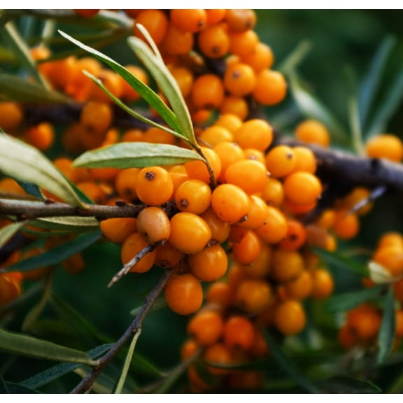 30 Seaberry Bush Seeds for Planting