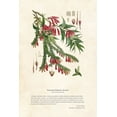 thumbnail image 2 of CAG 17x24 Gold Ornate Wood Framed with Double Matting Museum Art Print Titled - Himalayan Plants - Vaccinium salignum, Serpens, 2 of 4