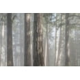 thumbnail image 2 of Mahan, Kathy 14x11 Black Ornate Wood Framed with Double Matting Museum Art Print Titled - Fog in the Forest I, 2 of 4