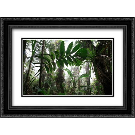 Bromeliad and tree fern at 1600 meters altitude in tropical rainforest, Sierra Nevada de Santa Marta 2x Matted 24x18 Black Ornate Framed Art Print by Ruoso, Cyril