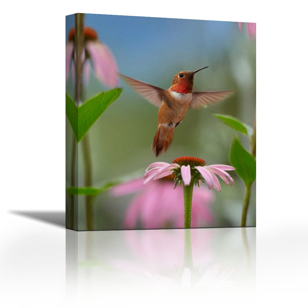 Rufous Hummingbird male feeding on flower nectar Contemporary Fine