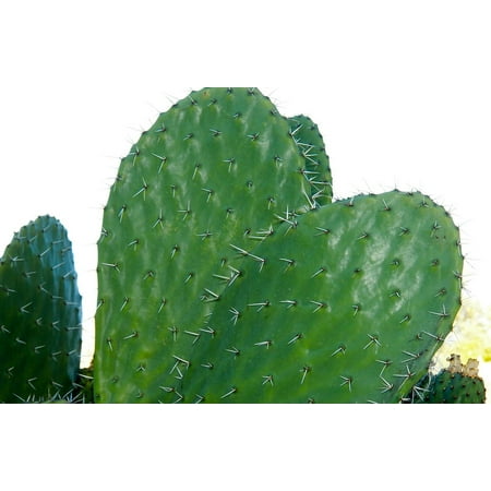 - Framed Art For Your Wall Century Plant Cactus Plant Thorn Nature Prickly 10x13 Frame