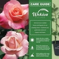 thumbnail image 4 of Color Magic Rose Bush - 4 Live Starter Plants in 2 Inch Growers Pots - Beautifully Fragrant Hybrid Tea Rose - A Versatile Beauty with Large Blooms, 4 of 6