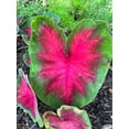 thumbnail image 2 of Frieda Hemple Caladium (2 Bulbs) | Stunning Red with Scarlet Veins, 2 of 9