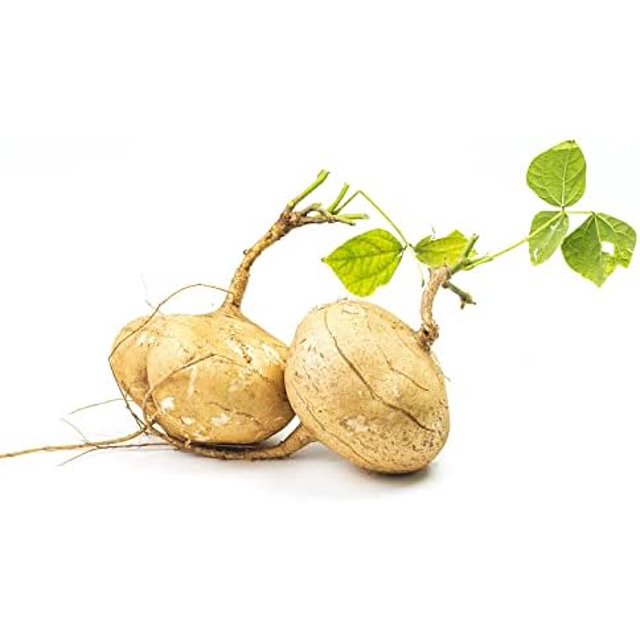 200+ Jicama Seeds for Planting High Yield NonGMO Turnips Yam