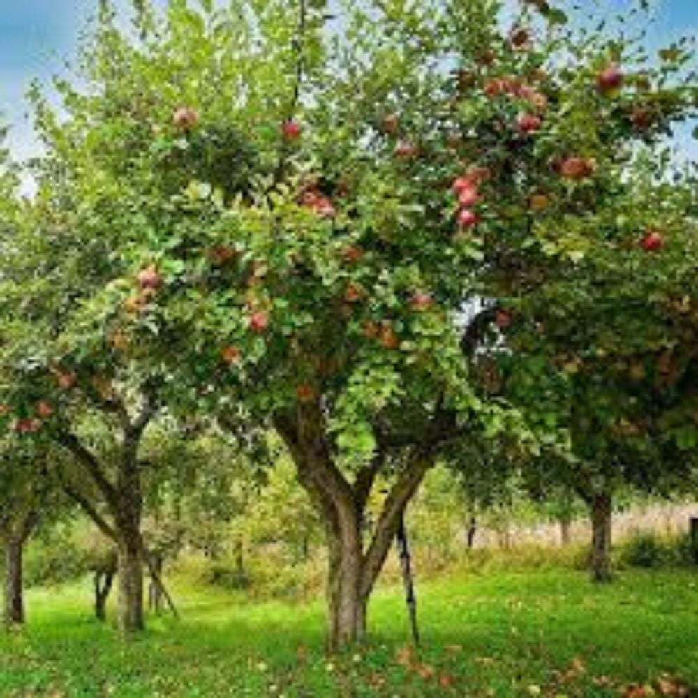 Expert Gardener 3-4 ft tall Anna Semi-Dwarf Apple Live Tree in 7-Gallon Grower Pot